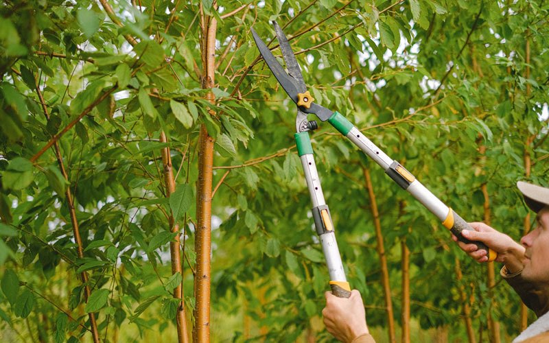 Tree trimming in Harwood Heights, IL